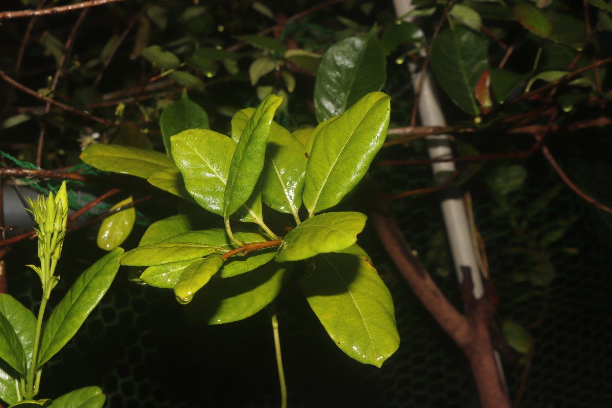 Mandevilla boliviensis (J.J.Veitch) Woodson